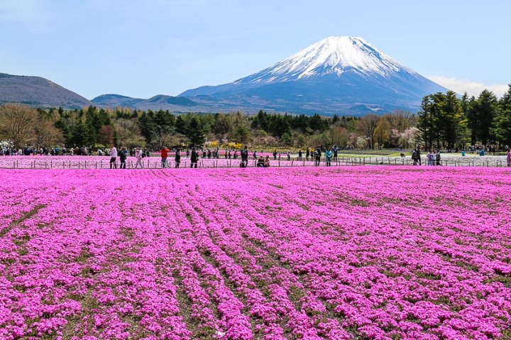 private tour jepang melihat sakura di festival shibazakura fuji