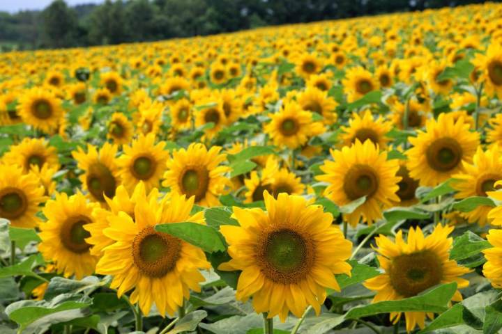 private tour jepang hokkaido Hokuryu of Sunflower Village kebun bunga matahari jepang 6