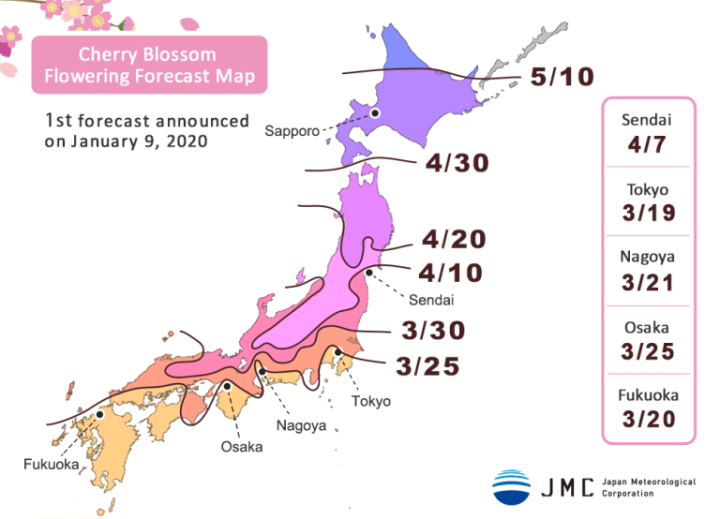 sakura mekar di Jepang 2020